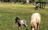 Miniature Ponies on HorseYard.com.au (thumbnail)