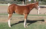 Lovely weanling gelding By First Down Imp USA (dec) on HorseYard.com.au (thumbnail)