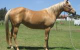 Pretty  Golden Palomino QH Mare on HorseYard.com.au (thumbnail)