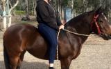 Sweet Bay Pony X QH Mare + VIDEO+ on HorseYard.com.au (thumbnail)