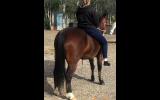 Sweet Bay Pony X QH Mare + VIDEO+ on HorseYard.com.au (thumbnail)