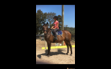 Sweet Australian Riding Pony - Urgent Sale on HorseYard.com.au (thumbnail)