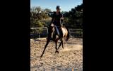 Sweet Australian Riding Pony - Urgent Sale on HorseYard.com.au (thumbnail)