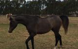 Beautiful Filly on HorseYard.com.au (thumbnail)