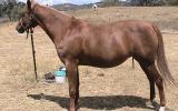 Purebred Registered Broodmare Aloha Bloodlines(Reduced to $750 if Goes This weekend). on HorseYard.com.au (thumbnail)