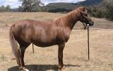 Purebred Registered Broodmare Aloha Bloodlines(Reduced to $750 if Goes This weekend). on HorseYard.com.au (thumbnail)