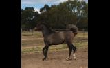 Beautiful Filly on HorseYard.com.au (thumbnail)