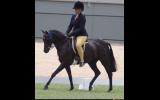 Stunning Black gelding on HorseYard.com.au (thumbnail)