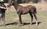 Anglo Arabian Yearling Filly(make a reasonable offer). on HorseYard.com.au (thumbnail)