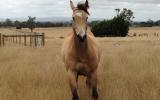 Quiet Buckskin Overo Filly  on HorseYard.com.au (thumbnail)