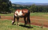 PHAA MARE on HorseYard.com.au (thumbnail)