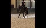PRICE REDUCED - Safe - Competitive - Versatile on HorseYard.com.au (thumbnail)