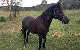 Australian Stud Book Pony on HorseYard.com.au (thumbnail)