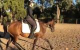 Sweet Australian Riding Pony - Urgent Sale on HorseYard.com.au (thumbnail)