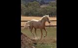 Palomino ASH gelding 2yo on HorseYard.com.au (thumbnail)