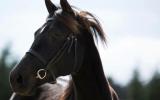 3 YO Arabian x Warmblood Gelding looking for his FOREVER HOME on HorseYard.com.au (thumbnail)