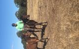 Unraced 4yr old TB gelding - exceptionally quiet! on HorseYard.com.au (thumbnail)