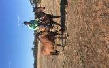 Unraced TB gelding 4yrs old - exceptionally quiet on HorseYard.com.au (thumbnail)