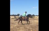 Unraced 4yr old TB gelding - exceptionally quiet! on HorseYard.com.au (thumbnail)