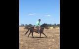 Unraced TB gelding 4yrs old - exceptionally quiet on HorseYard.com.au (thumbnail)