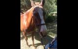 Good Boy Quarab 15hh 21 years but these horses are ridden for years on HorseYard.com.au (thumbnail)