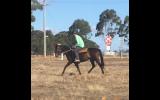 Unraced 4yr old TB gelding - exceptionally quiet! on HorseYard.com.au (thumbnail)
