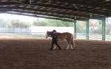 Lovely Paint Gelding on HorseYard.com.au (thumbnail)