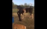 Gypsy cob x colt on HorseYard.com.au (thumbnail)