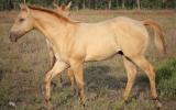 AQHA Registered Dun Colt (priced as Gelding)  on HorseYard.com.au (thumbnail)