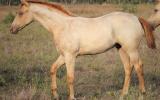 AQHA Registered Roan Colt (Selling as Gelding) on HorseYard.com.au (thumbnail)