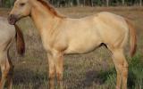 AQHA Registered Dun Colt (priced as Gelding)  on HorseYard.com.au (thumbnail)