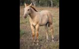 AQHA Registered Dun Colt (Priced as gelding) on HorseYard.com.au (thumbnail)