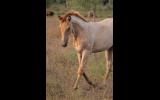 AQHA Registered Roan Colt (Selling as Gelding) on HorseYard.com.au (thumbnail)