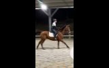 'Joey' FOR SALE.  16 hands, 18 year old TB cross.  on HorseYard.com.au (thumbnail)