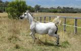 Straight Egyptian Broodmare on HorseYard.com.au (thumbnail)