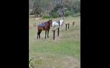 Fairytale horse on HorseYard.com.au (thumbnail)