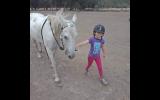 Family Pony  on HorseYard.com.au (thumbnail)