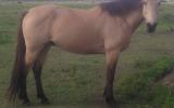 Buckskin gelding on HorseYard.com.au (thumbnail)