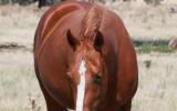 HF Somethin Hot (imp) Mare on HorseYard.com.au (thumbnail)