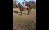 Bombproof Mare  on HorseYard.com.au (thumbnail)