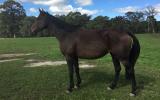 In Foal to Kenlock Superman on HorseYard.com.au (thumbnail)