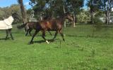 In foal to Corelli (Imp) on HorseYard.com.au (thumbnail)