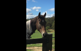 Quality young horse on HorseYard.com.au (thumbnail)