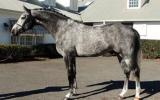 In foal to Corelli (Imp) on HorseYard.com.au (thumbnail)