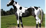 In Foal to Kenlock Superman on HorseYard.com.au (thumbnail)