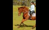 Gorgeous and Fun OTTB on HorseYard.com.au (thumbnail)