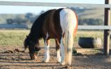 Pinto pony filly unbroken on HorseYard.com.au (thumbnail)