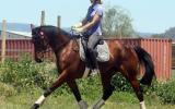 Super moving mare on HorseYard.com.au (thumbnail)