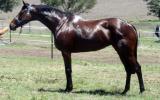Super moving mare on HorseYard.com.au (thumbnail)