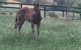 Quality Registered Quarter Horse on HorseYard.com.au (thumbnail)